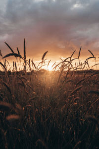 Close-up of stalks in field against sunset sky