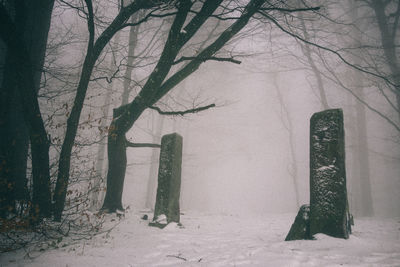 Tree trunk on snow covered field during winter