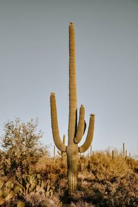 Low angle view of plant against clear sky