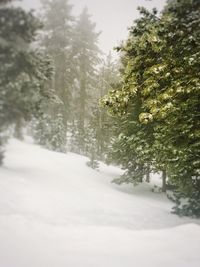 Trees in snow