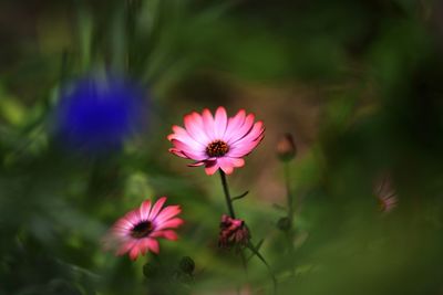 Close-up of pink flower