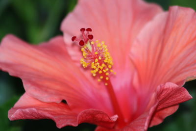 Close-up of pink hibiscus flower