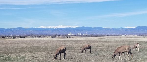 Horses in a field