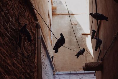 Low angle view of birds perching on cable