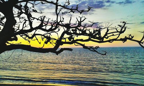 Bare trees against sky