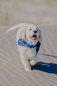 Close-up of dog