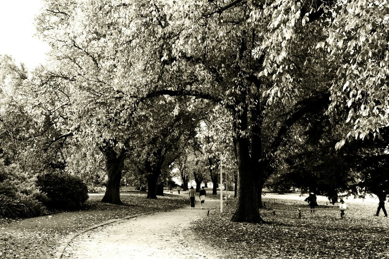 tree, growth, the way forward, tranquility, branch, park - man made space, nature, treelined, tree trunk, tranquil scene, footpath, beauty in nature, road, sunlight, day, park, shadow, outdoors, scenics, street