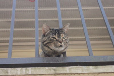Close-up portrait of cat by metal railing