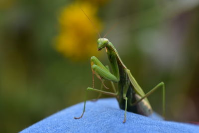 Close-up of insect