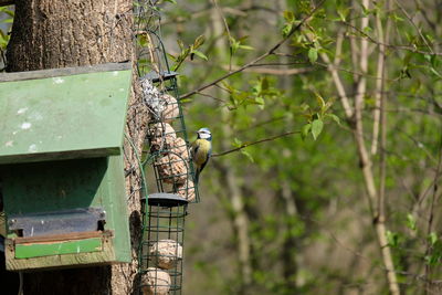 Bird perching on a tree