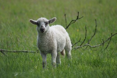 Portrait of sheep on grassy field