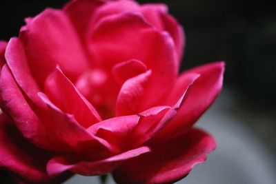 Close-up of pink rose flower against black background