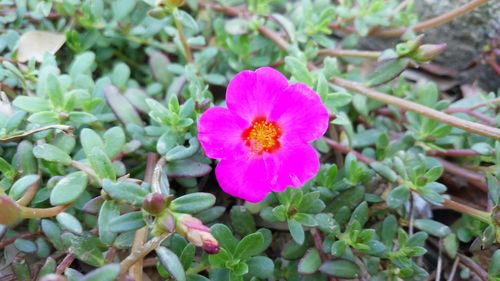 High angle view of pink flower blooming outdoors