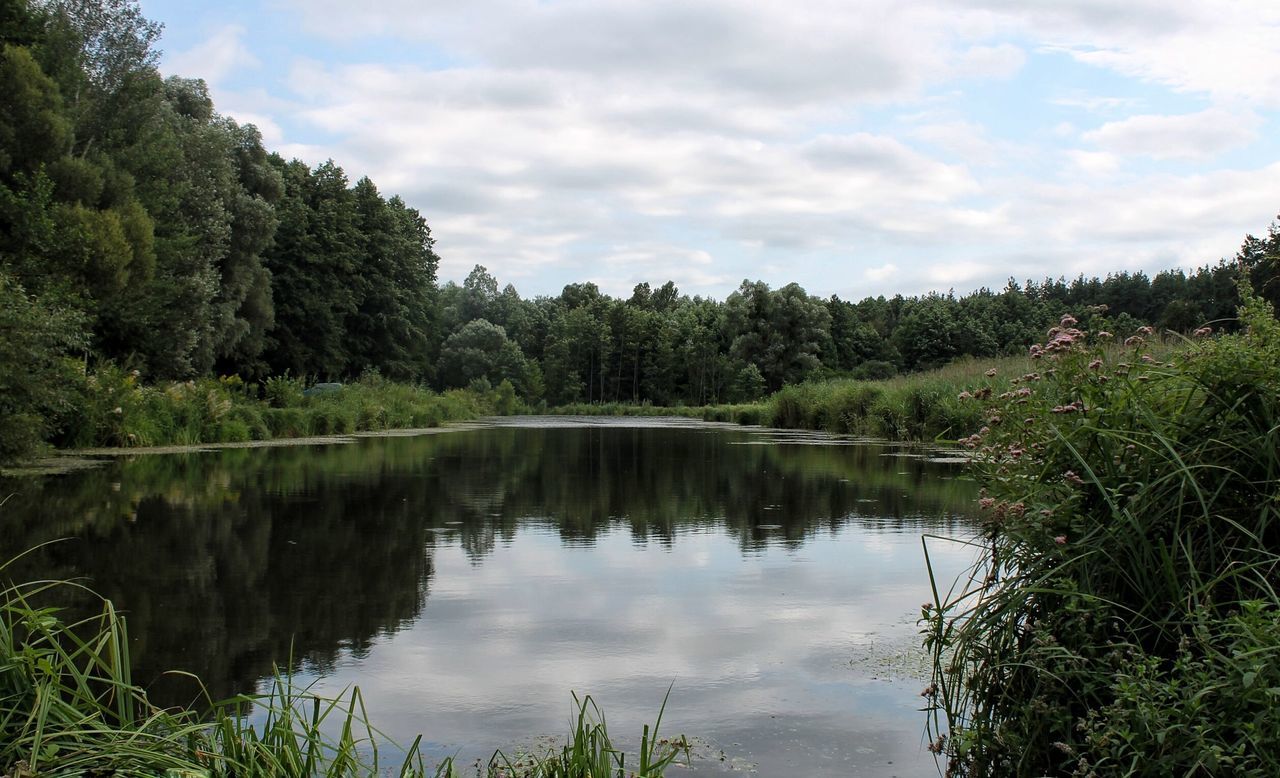 water, tree, tranquil scene, tranquility, reflection, scenics, lake, sky, beauty in nature, nature, cloud - sky, cloud, growth, plant, calm, non-urban scene, green color, day, outdoors, green, standing water, no people, majestic, surrounding, waterfront, riverbank, cloudy, remote, lush foliage