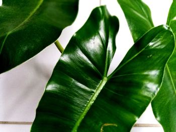 Close-up of green leaves