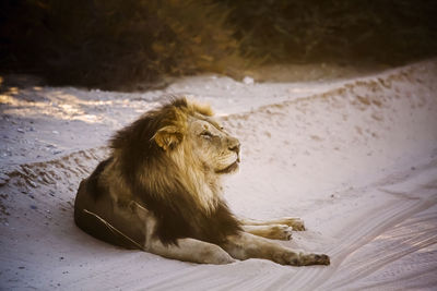 Lioness looking away