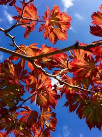 Low angle view of autumn leaves