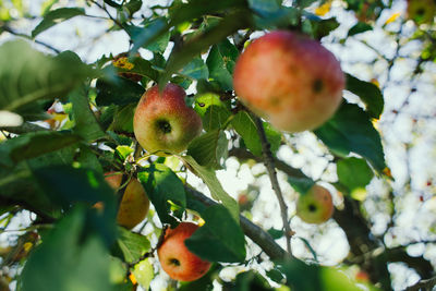 Close-up of apples growing on tree