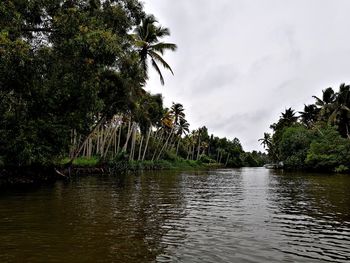 Scenic view of palm trees by river against sky