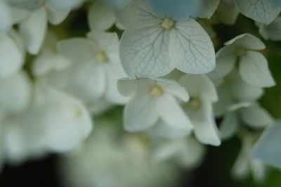 Close-up of flowers blooming outdoors