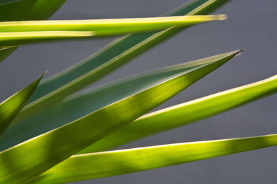 Close-up of fresh green plant