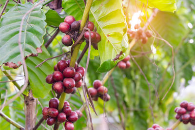 Close-up of cherries growing on tree