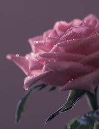 Close-up of raindrops on rose