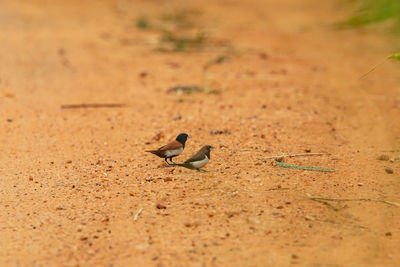 View of bird perching on a land