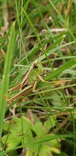 Close-up of insect on grass