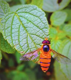 Close-up of insect on leaf