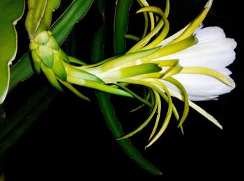 Close-up of flower at night