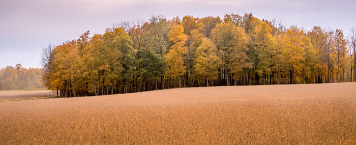Panorama of a golden field with beautiful fall trees in michigan usa