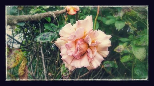 Close-up of rose blooming outdoors