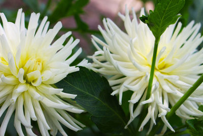 Close-up of white flowering plant