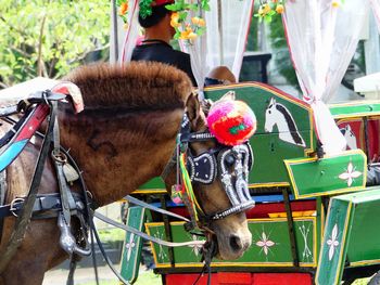 Close-up of horse