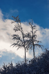 Low angle view of snow covered plants against sky