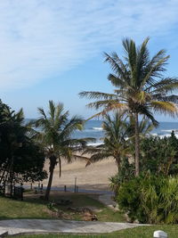 Palm trees on beach