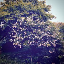 Low angle view of trees