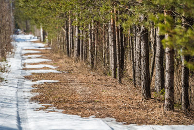 View of trees growing in forest