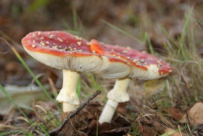 Close-up of mushroom on field