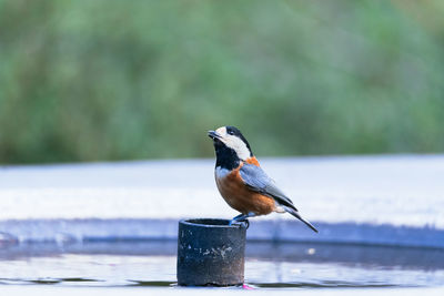 Close-up of bird perching on a water