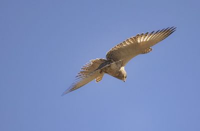 Low angle view of kestrel flying in sky