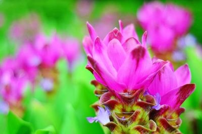 Close-up of pink flowering plant