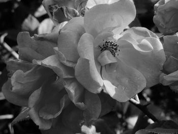 Close-up of rose plant