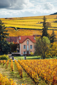 Scenic view of home amidst vineyards during autumn
