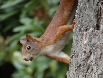 Close-up of squirrel on tree trunk
