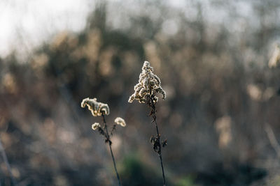 Close-up of wilted flower on field