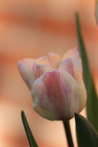 Close-up of pink flower