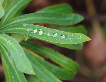 Close-up of water drops on leaves
