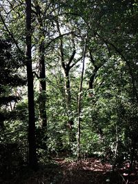 Trees in forest